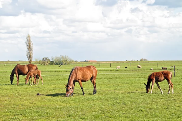 Koně pasoucí se na venkově z Nizozemska — Stock fotografie