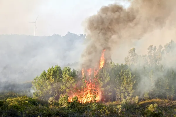 Grande incêndio florestal no campo a partir de Portugal — Fotografia de Stock