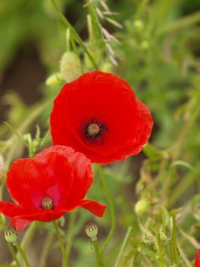 poppies çifti