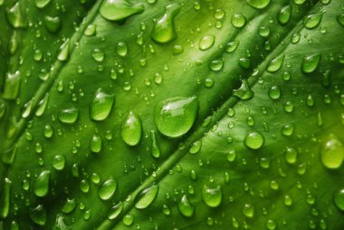 Yeşil yaprak (Ayrıca bakınız benim portföy ilgili başka görüntülerde waterdrops ile)