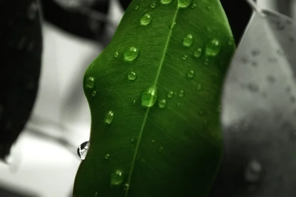 Gocce d'acqua su foglia verde — Foto Stock