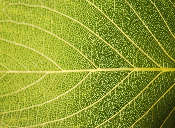 Big closeup of leaf — Stock Photo, Image