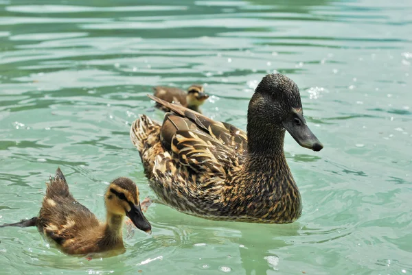 stock image Duck mother and baby swimming in glacier lake