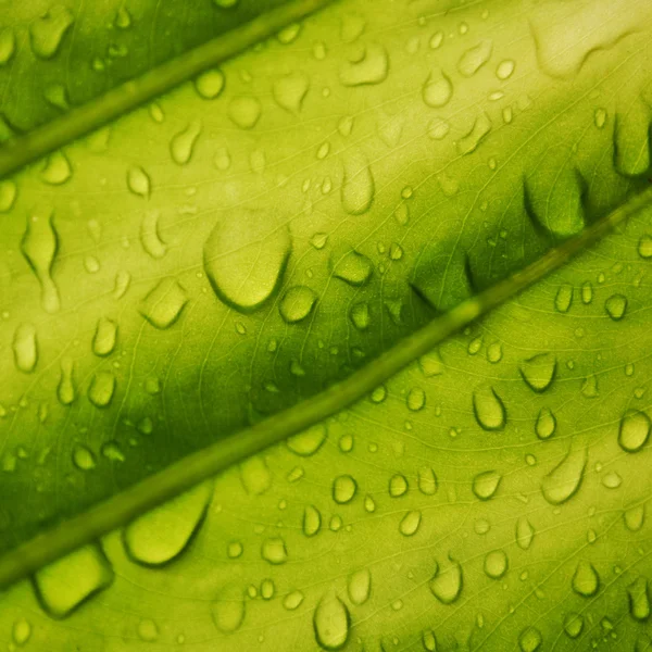 stock image Water drops on green leaf