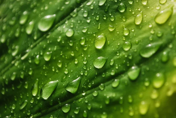 stock image Water drops on green leaf