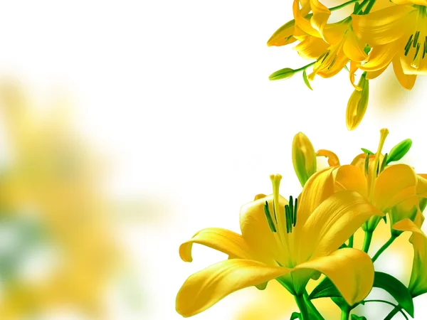 黄色百合花 — 图库照片