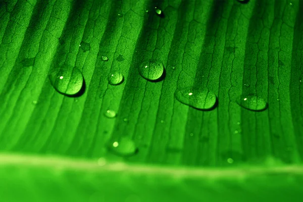 stock image Water drops on green leaf