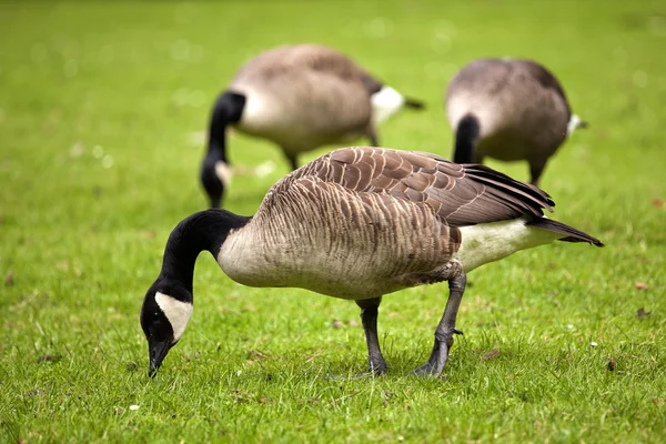 Canada goose — Stock Photo, Image