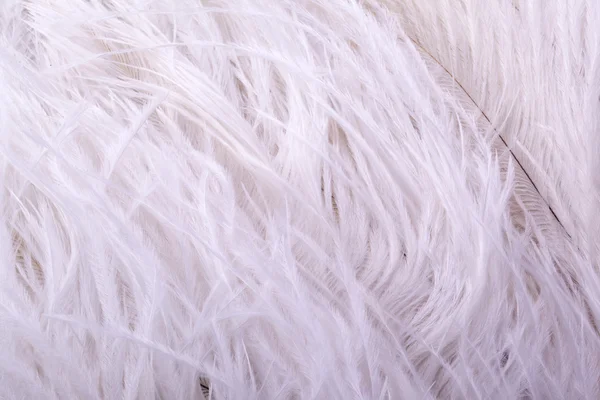 stock image Feathers