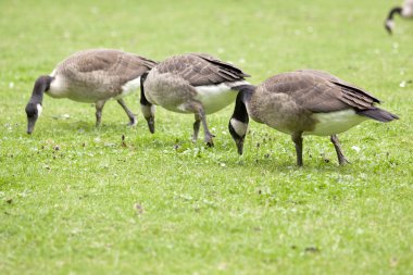 Canada goose clipart