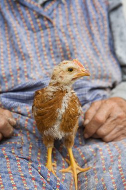 Close up of a chicken clipart