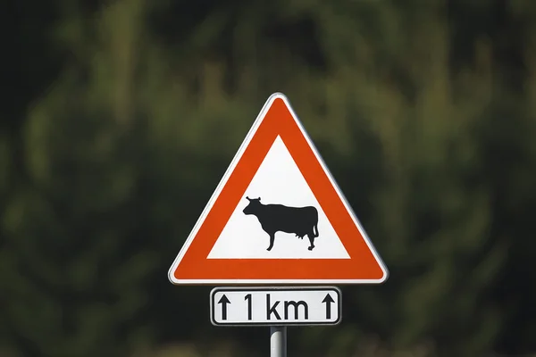 Trafik skylt varning för kor — Stockfoto