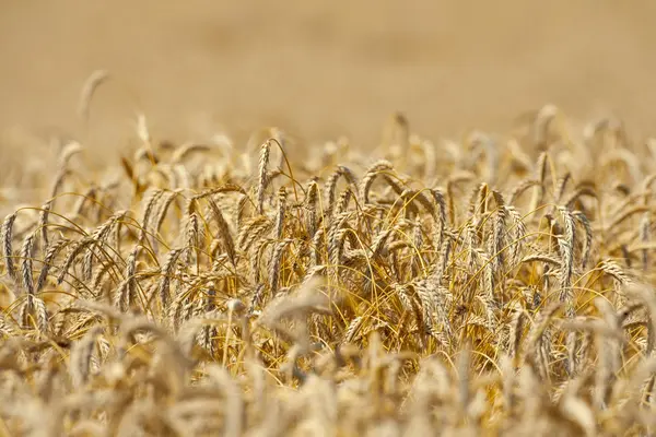 ライ麦畑 — ストック写真