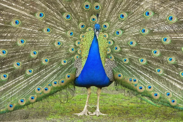 stock image Male peacock with tail feathers spread