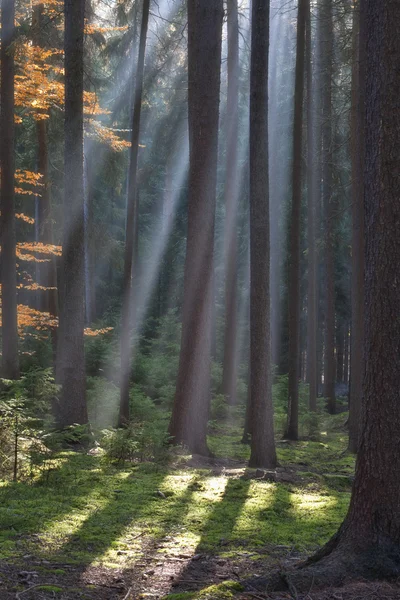 stock image Forest in autumn