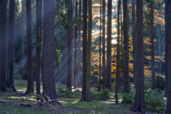 stock image Forest in autumn