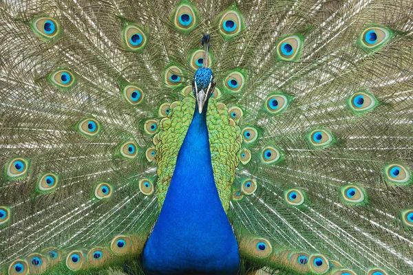 stock image Male peacock with tail feathers spread