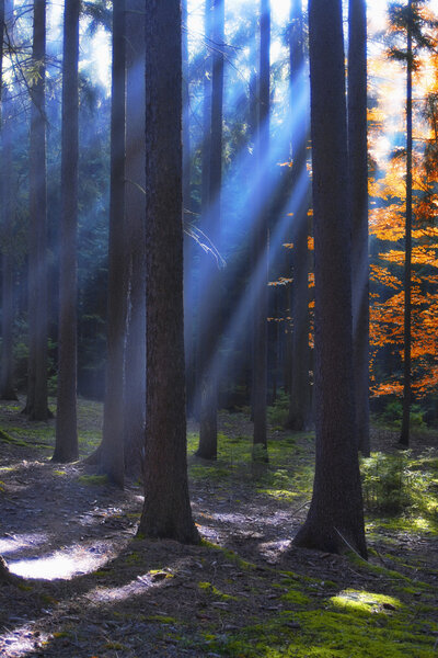 Autumn forest scene with sunrays shining through branches