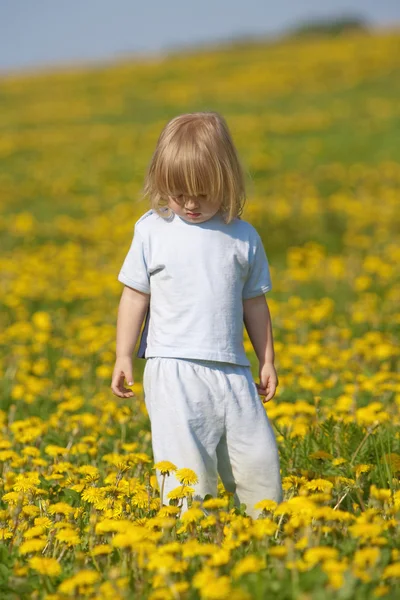 Boy in a dandelion field — Stock Photo, Image