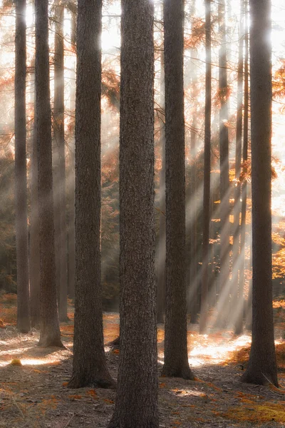 stock image Forest in autumn