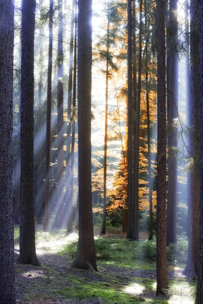 stock image Forest in autumn