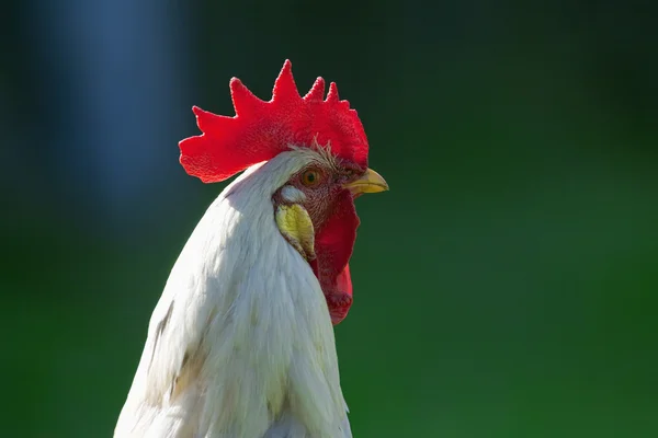 White rooster — Stock Photo, Image