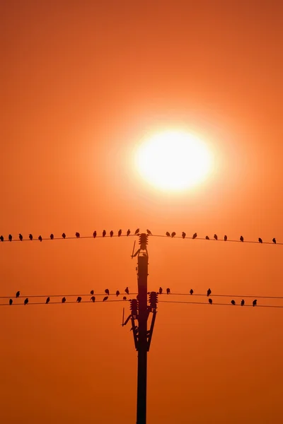 stock image Birds on wires