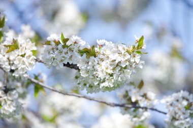 blossom'ın kiraz ağacında