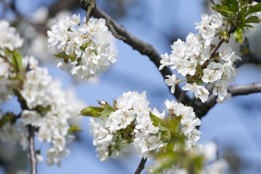 blossom'ın kiraz ağacında