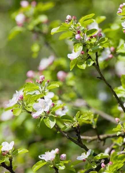 Äppelträd i blom — Stockfoto