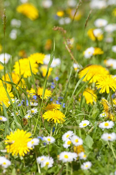 stock image Wild flowers