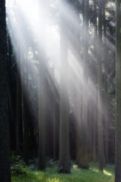 stock image Rays of light in forest