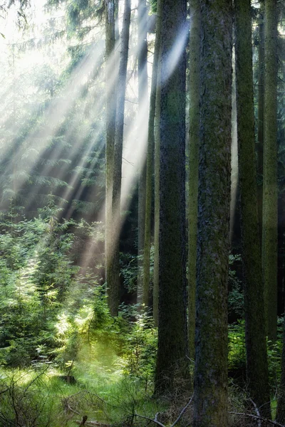 stock image Rays of light in forest