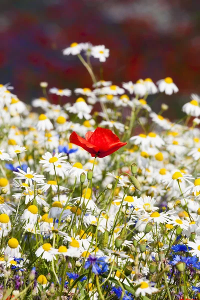 Yabani çiçekler — Stok fotoğraf