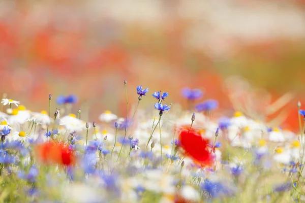 Flores silvestres — Fotografia de Stock