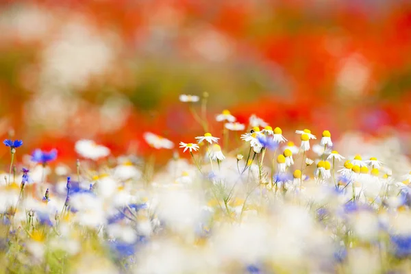 Wilde bloemen — Stockfoto
