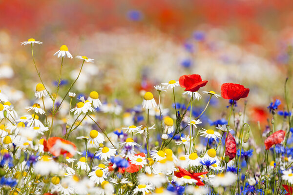 Wild flowers