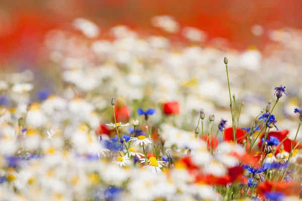Vilda blommor — Stockfoto