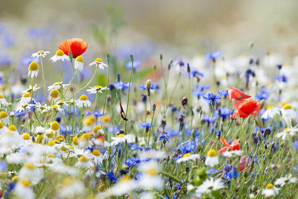 Wild flowers