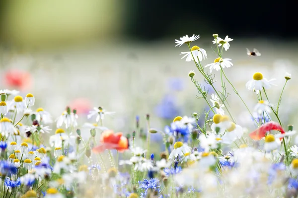 Дикие цветы — стоковое фото