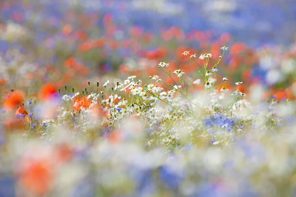 Fleurs sauvages — Photo