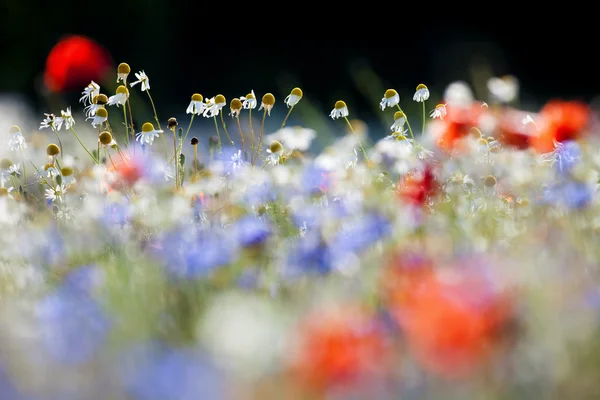Divoké květiny — Stock fotografie