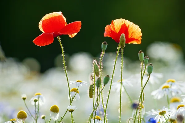 stock image Wild flowers