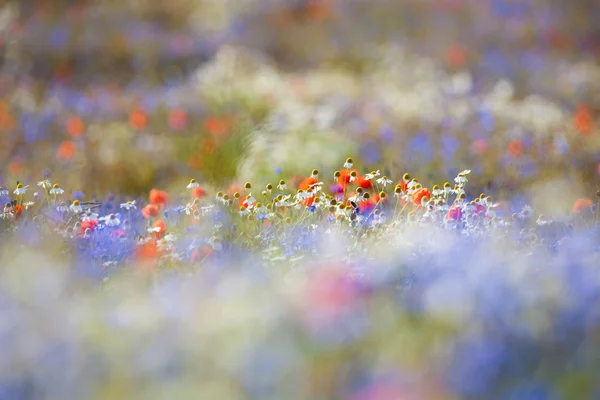 Divoké květiny — Stock fotografie