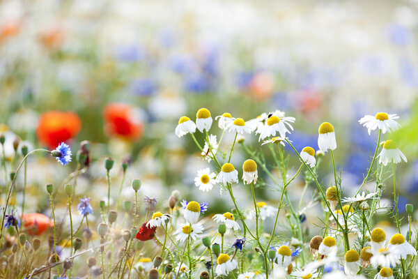 Wild flowers