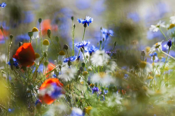 Dzikie kwiaty — Zdjęcie stockowe