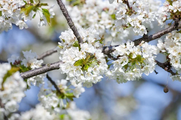 Blossom'ın kiraz ağacında — Stok fotoğraf
