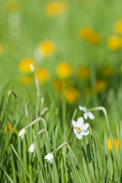 stock image Wild flowers