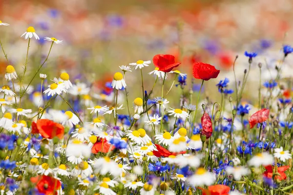 Польові квіти Стокове Фото
