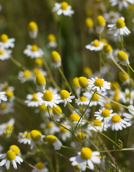 stock image Chamomile Flower